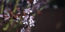 Spring Time